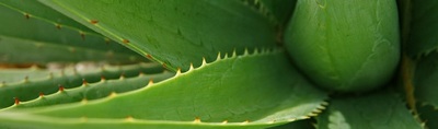 Aloes- Roślina o długich, wąskich, mięsistych liściach, zakończonych kolcami